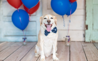 Helping Animals Stay Safe During Fireworks