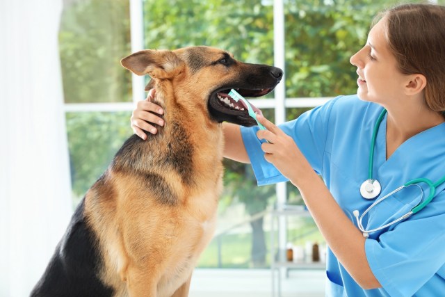 What Causes Bad Breath in Cats and Dogs?