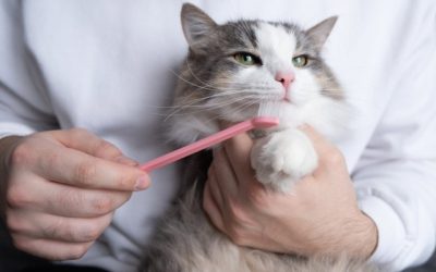 What to Expect if Your Dog or Cat Needs a Dental Extraction