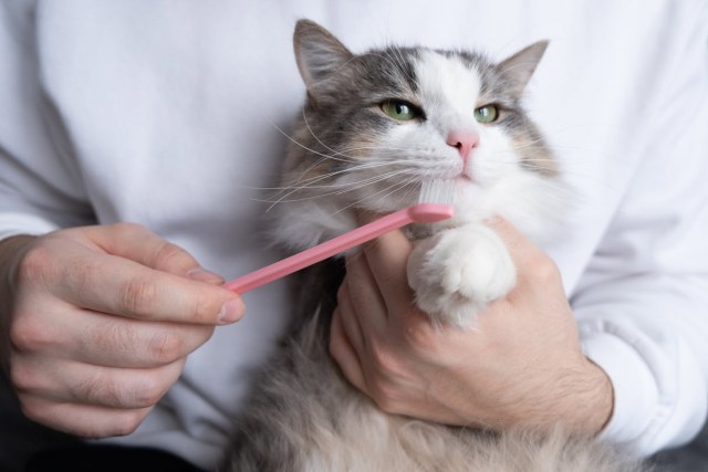 What to Expect if Your Dog or Cat Needs a Dental Extraction