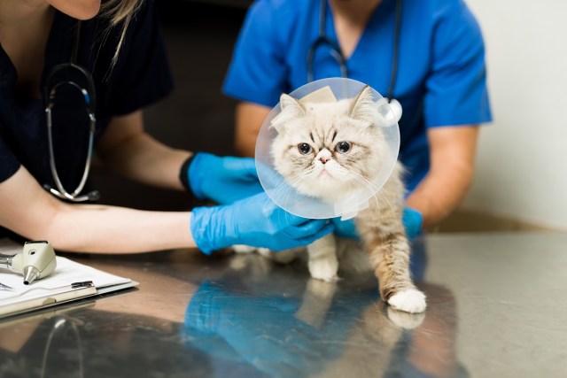 How Laser Technology is Improving Veterinary Surgery