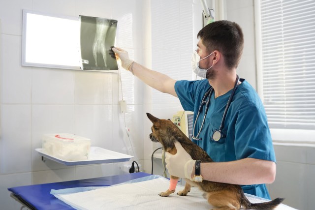 What to Expect When Your Pet Needs an X-Ray