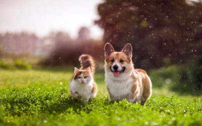 Parasites in Cats and Dogs: Common Signs and How to Prevent Them