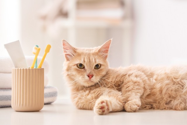 Should You Brush Your Pet’s Teeth?