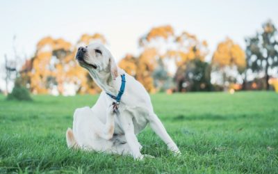 Signs of Fleas and How to Prevent Them