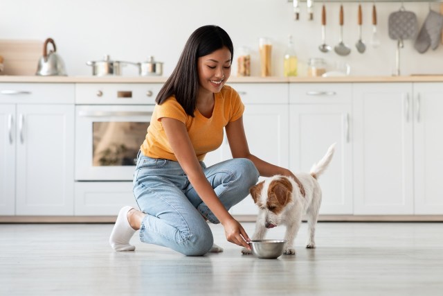 Tips to Keep Your Pet at a Healthy Weight