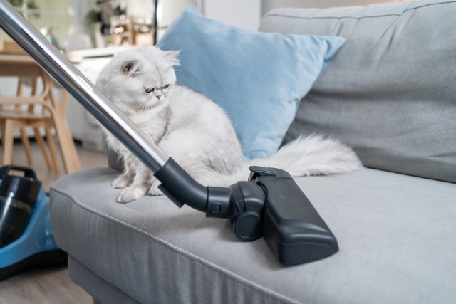 Cleaning Tips Every Pet Owner Should Know