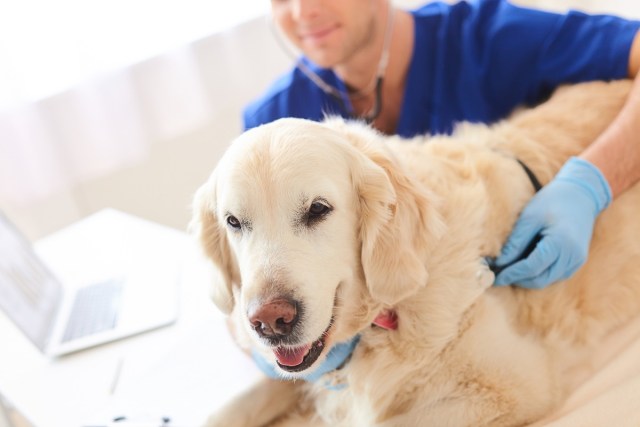 Is Anesthesia Safe for Pets?