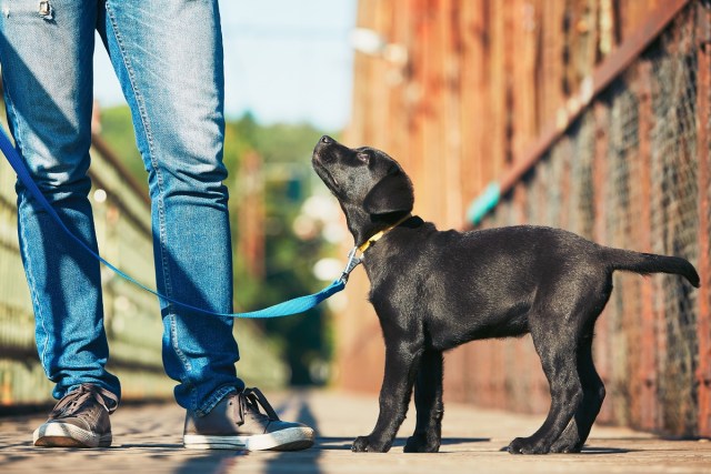 Tips for Socializing Your New Puppy