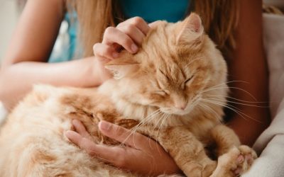 Caring for An Aging Pet