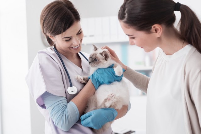 Tips for a Low-Stress Vet Visit