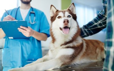 Animal Blood Donation: How Your Pet Can Help Save Lives