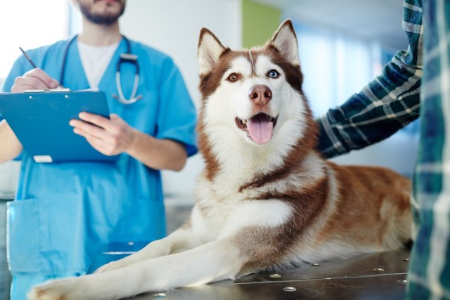 Animal Blood Donation: How Your Pet Can Help Save Lives