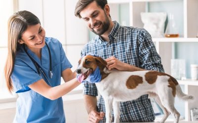 Tips for Finding the Right Vet