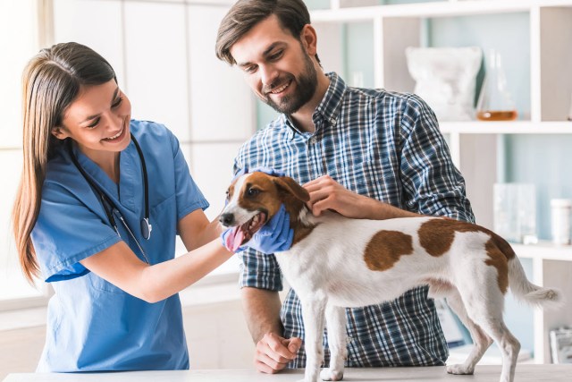 Tips for Finding the Right Vet