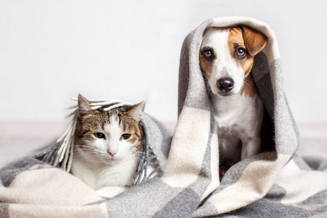 How to Keep Your Pet Safe During Cold Weather