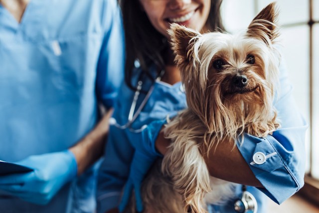 How to Prepare Your Pet for Surgery